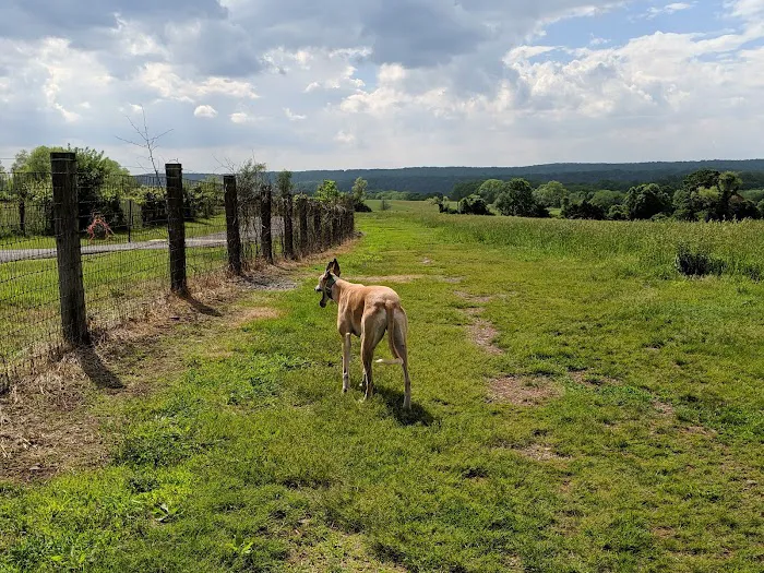 Kingwood Dog Park 4