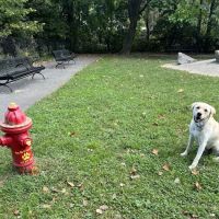 Easton Dog Park ico