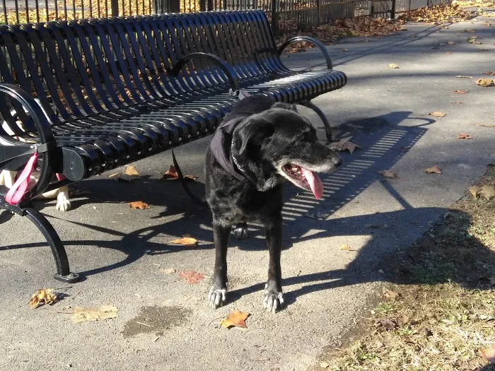 Easton Dog Park 9