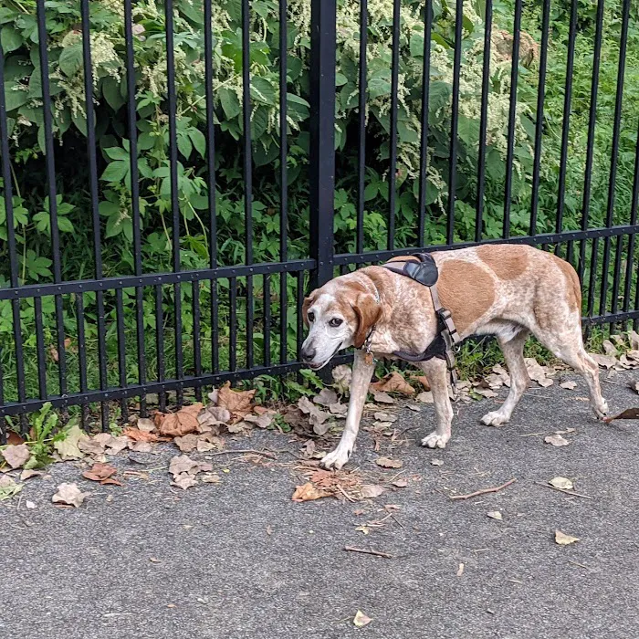 Easton Dog Park 8