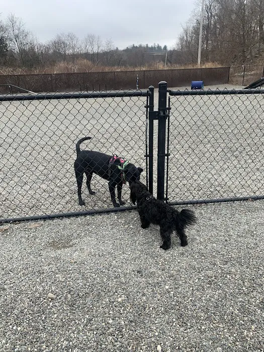 Wanaque Dog Park 5