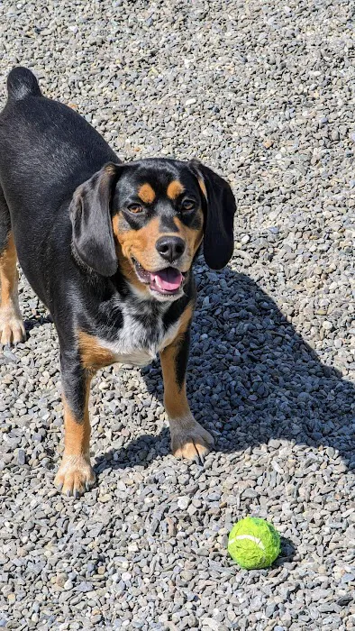 Wanaque Dog Park 8
