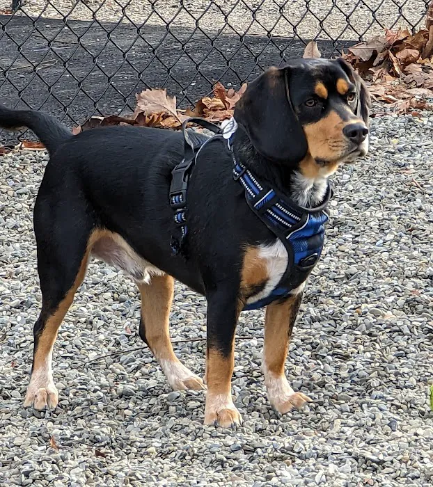 Wanaque Dog Park 3