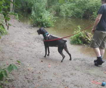 Wantage Dog Park