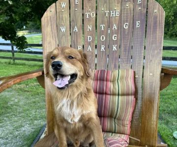 Wantage Dog Park