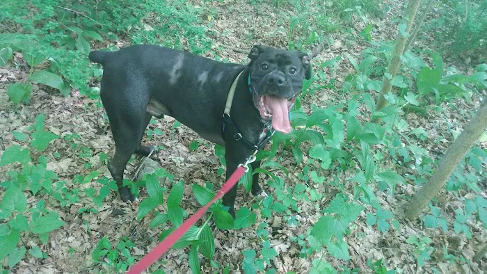 Wantage Dog Park 4