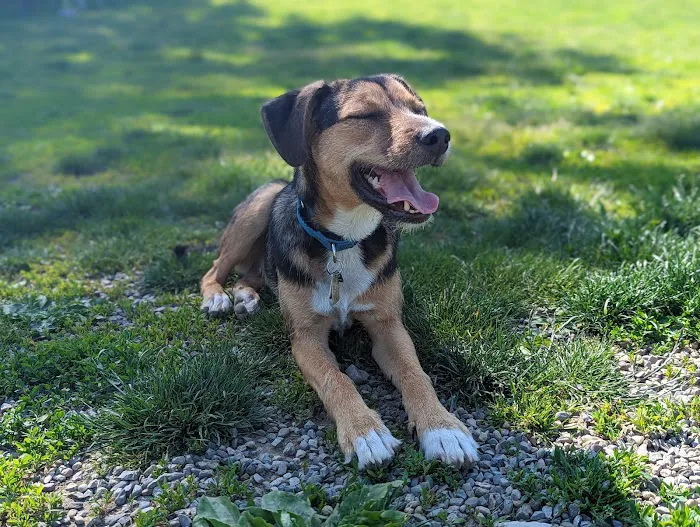 Vernon Dog Park 7
