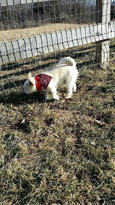 Vernon Dog Park 9