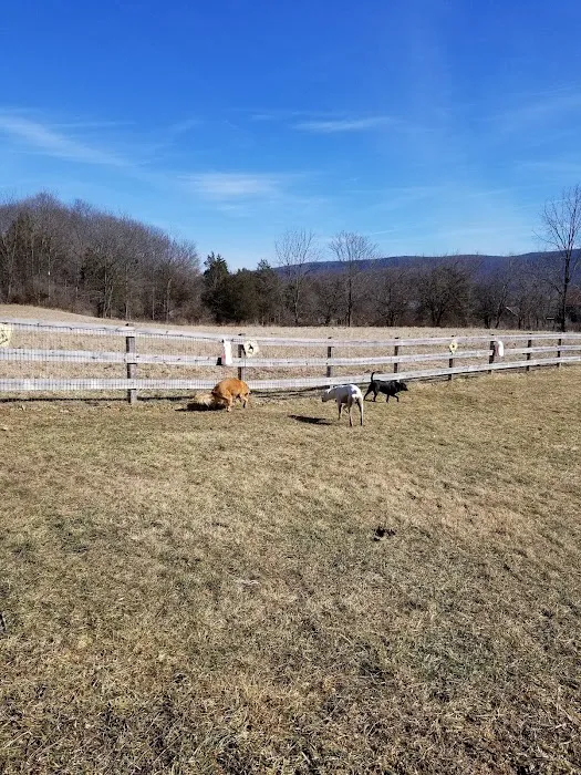 Vernon Dog Park 6