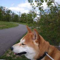 Pennington Park Dog Park ico