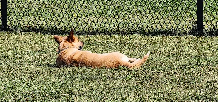 Warminster Dog Park 8