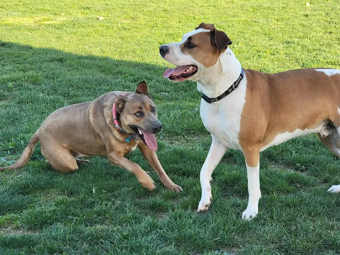 Warminster Dog Park 7