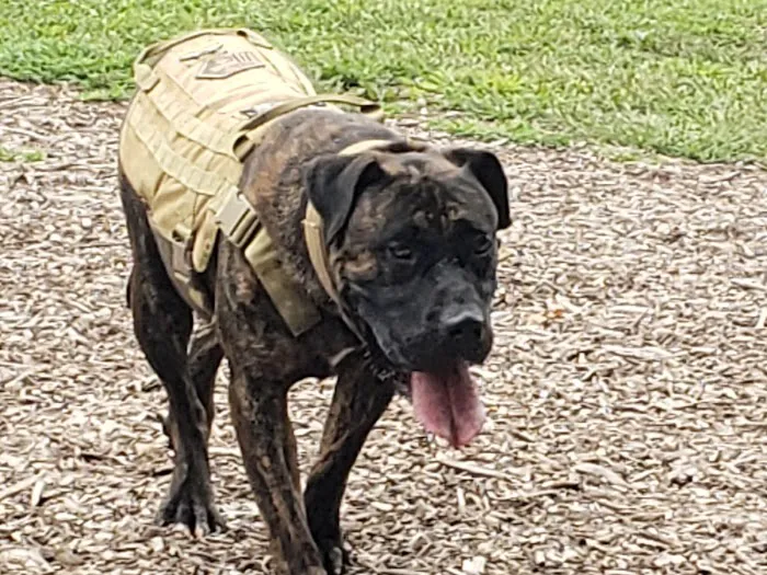 Kennedy Dells Dog Park 8