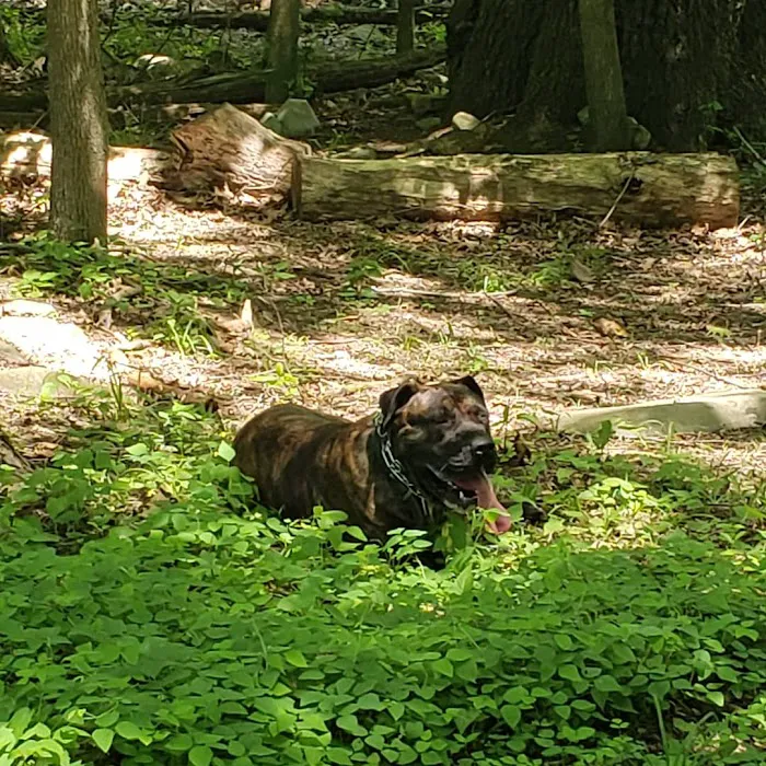 Kennedy Dells Dog Park 10