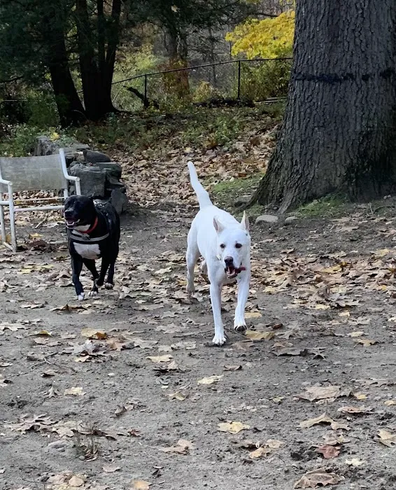 Black Rock Dog Park 4
