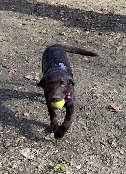 Black Rock Dog Park 6