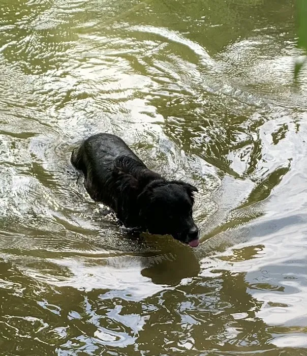 Black Rock Dog Park 5
