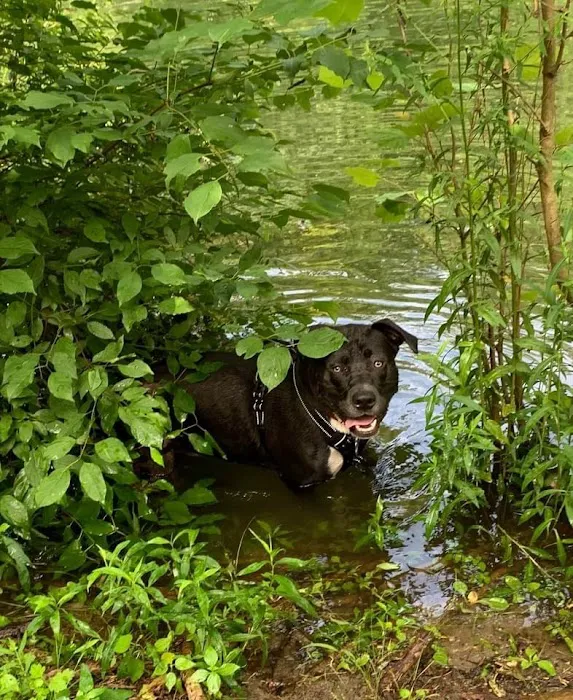 Black Rock Dog Park 2