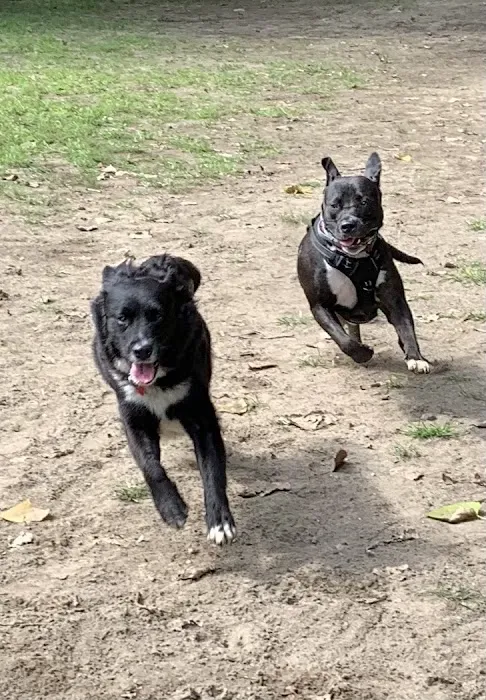 Black Rock Dog Park 1