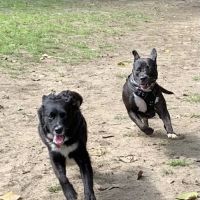 Black Rock Dog Park ico