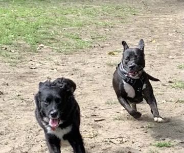 Black Rock Dog Park