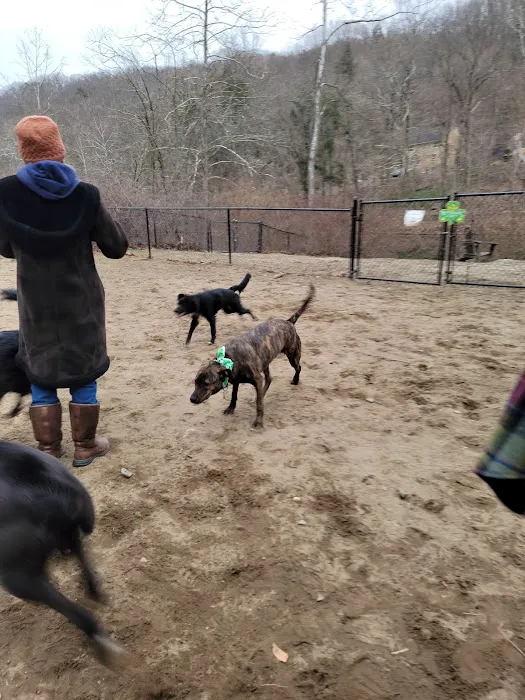 Black Rock Dog Park 7