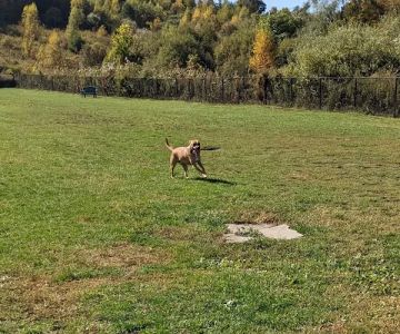 Danbury Dog Park