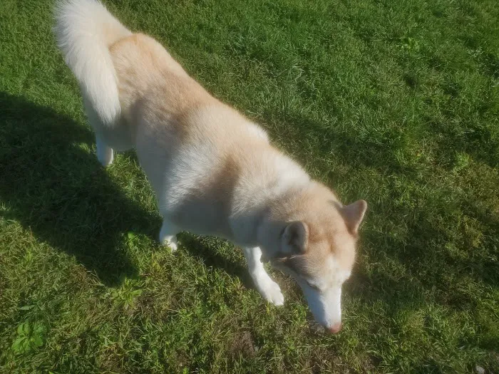 Danbury Dog Park 3