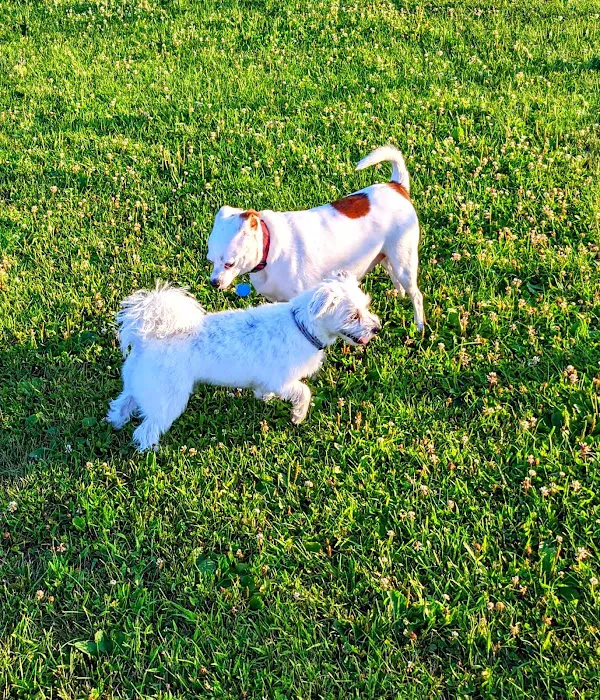 Danbury Dog Park 10