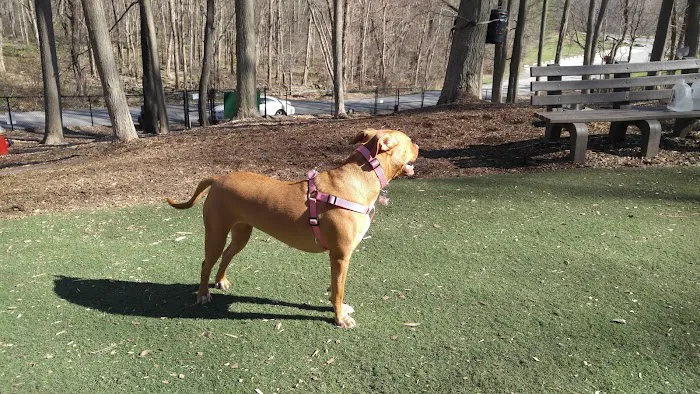 Sycamore Bark Park 5