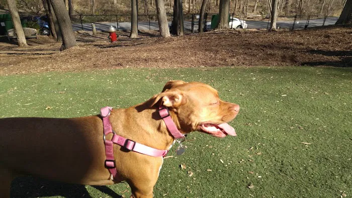 Sycamore Bark Park 2