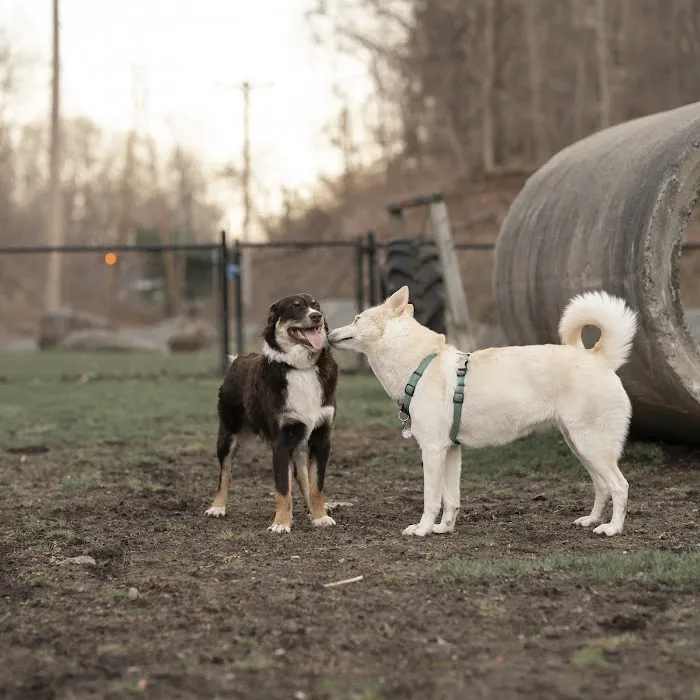 Derby & Ansonia Dog Park 5