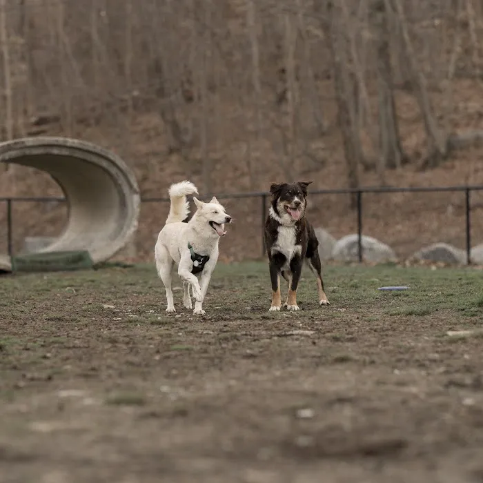 Derby & Ansonia Dog Park 1