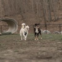 Derby & Ansonia Dog Park ico