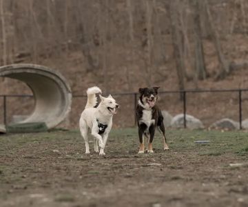 Derby & Ansonia Dog Park