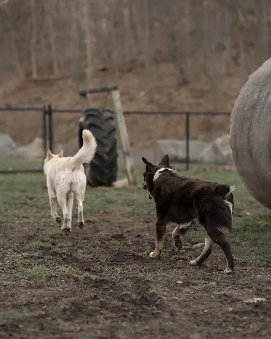 Derby & Ansonia Dog Park 4