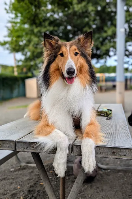 Veterans Memorial Dog Park 9