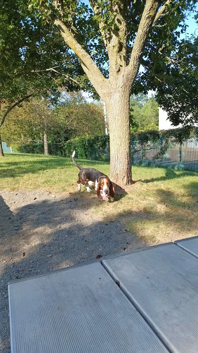 Veterans Memorial Dog Park 1