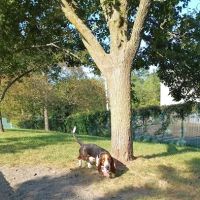 Veterans Memorial Dog Park ico