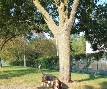 Veterans Memorial Dog Park