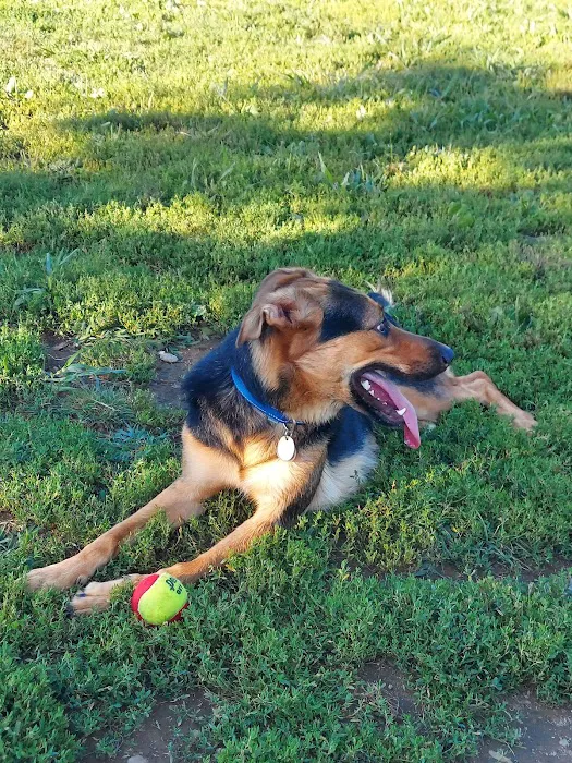 Woodbridge Dog Park 5