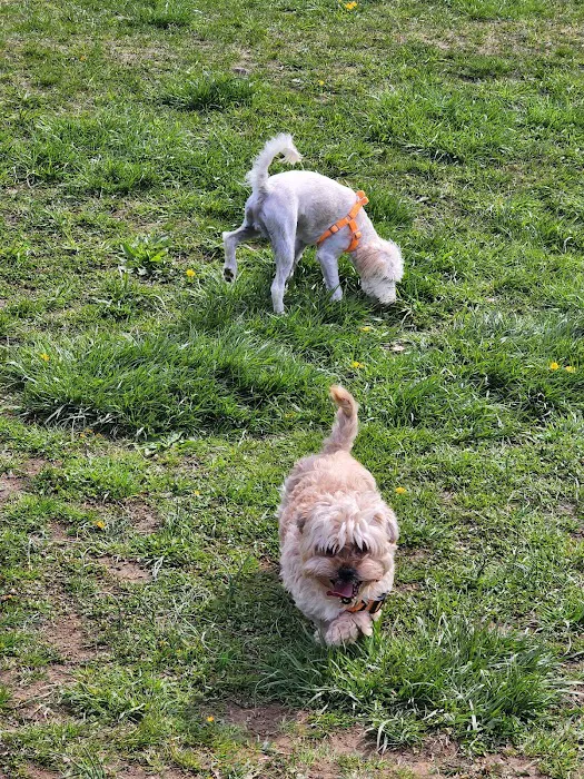 Woodbridge Dog Park 3