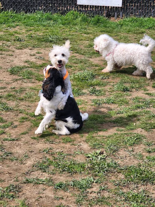 Woodbridge Dog Park 6