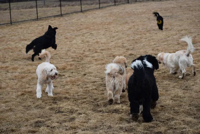 Woodbridge Dog Park 9