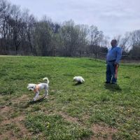Woodbridge Dog Park ico