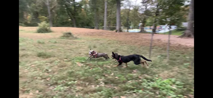 Edgewood Park Dog Park 10