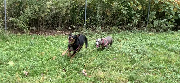 Edgewood Park Dog Park 9