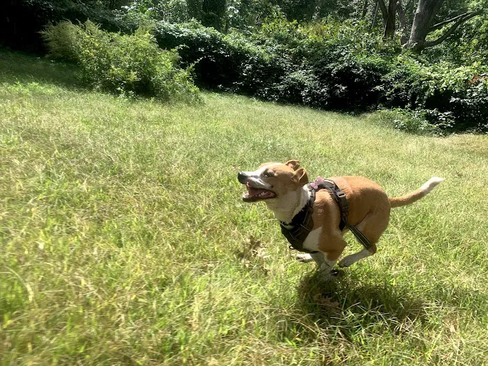 Edgewood Park Dog Park 3