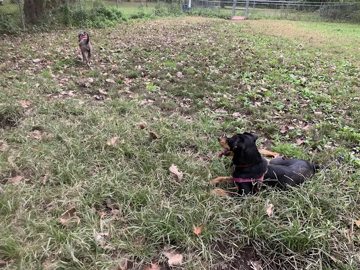 Edgewood Park Dog Park 5