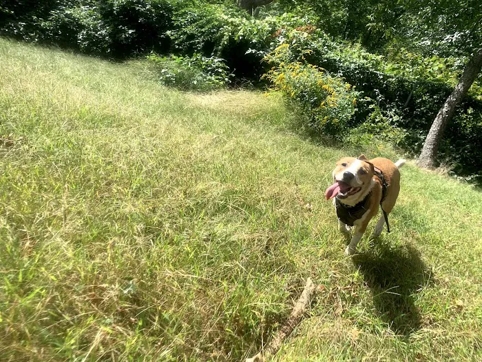 Edgewood Park Dog Park 6